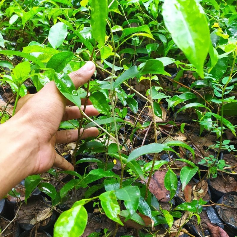 Beringin arjuna (bahan bonsai) beli lima bonus 1