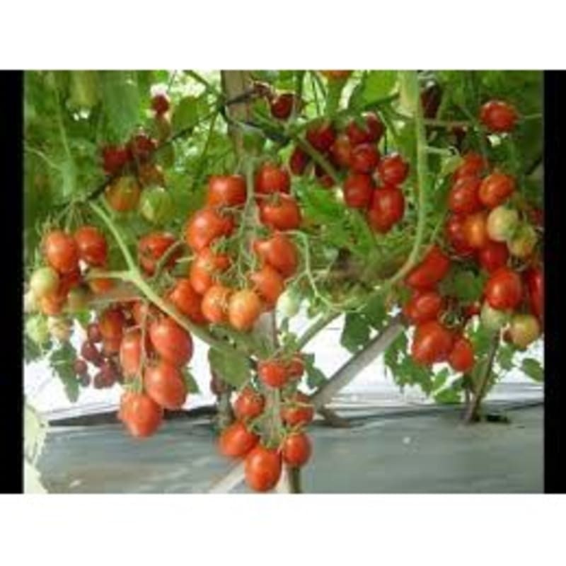 50± Biji - Benih Tomat sayur Merah, buah lebat