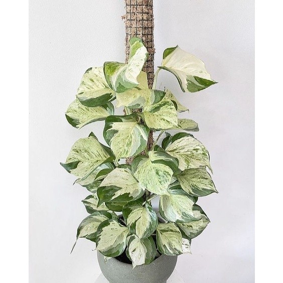 Tanaman Hias sirih manjula gantung (Epipremnum Aureum Manjula)  - tanaman daun