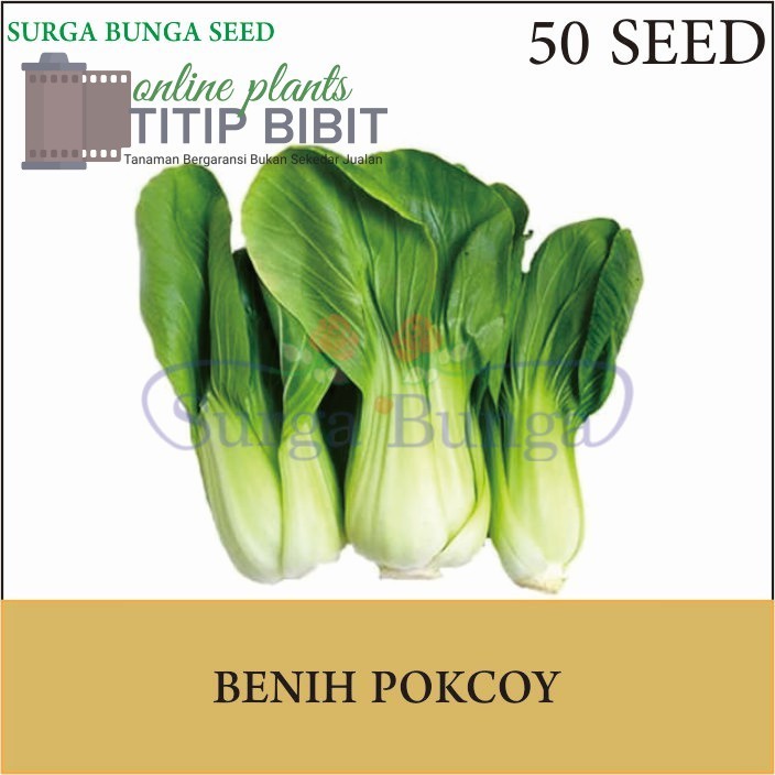 Benih Sayur Pokcoy (Brassica rapa) 50 seed-benih sayur sayuran