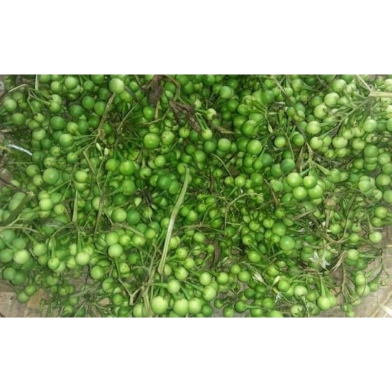 

Big COD Buah Cepokak atau Takokak 500 gram Terlaris ready