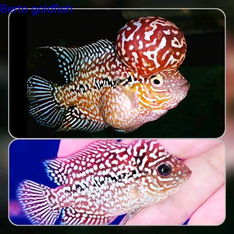 Hiyasan akuarium Burayak Louhan KSRD X Kamfa F2 Gen Ori Thailand