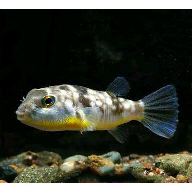 Buntal Susu / Puffer Fish / Ikan Hias Air Tawar