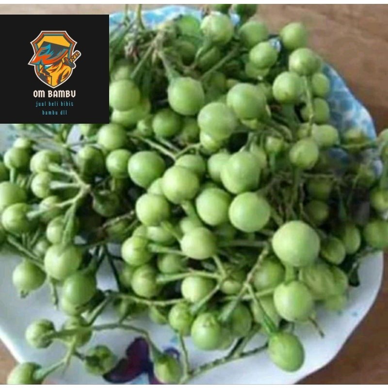 

Buah Takokak, Tekokak Atau Terung Pipit 500 gram Buah Cepokak atau Takokak / Terong Pokak pipit / buah rimbang / Terung Mini