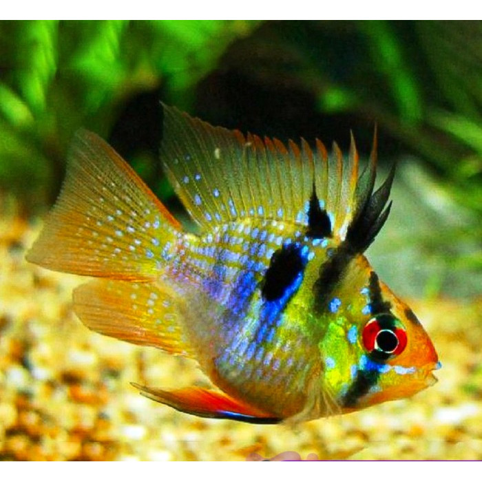 Ramirezi German / Elektrik / Ikan Hias Air Tawar
