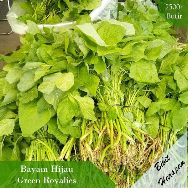 Benih Bibit Biji Sayur Lettuce Selada Red Romaine Benih Sayuran Import - Bayam Green Terbaru