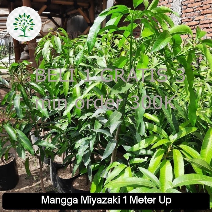 bibit mangga miyazaki 1 meter okulasi import pohon buah mangga jepang
