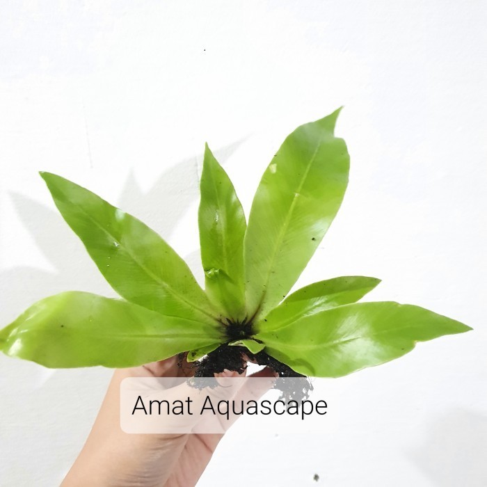 Kadaka Mini Darat | Tanaman Paludarium Terrarium Vivarium - SIZE S