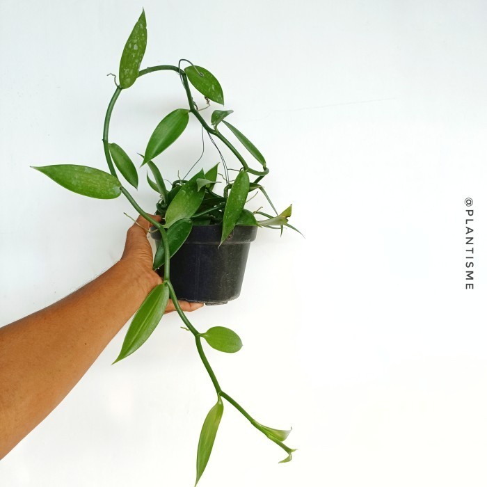 Tanaman Buah Vanili Vanilla Planifolia