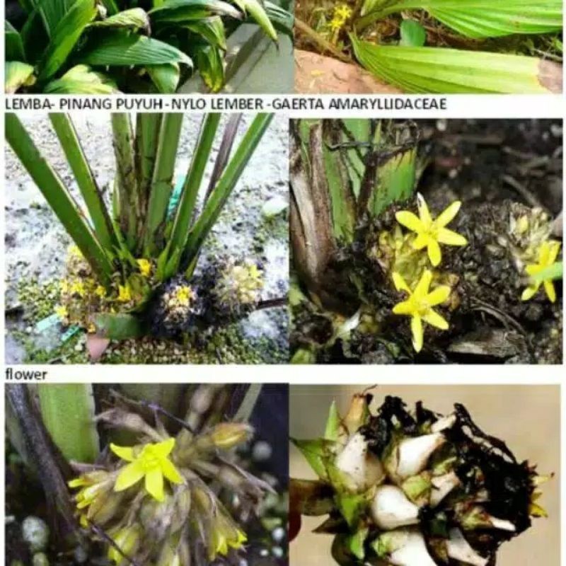 

PROMO BUAH MARASI PARASI PEMANIS ALAMI BUAH LANGKA MAKAN APAPUN JADI TERASA