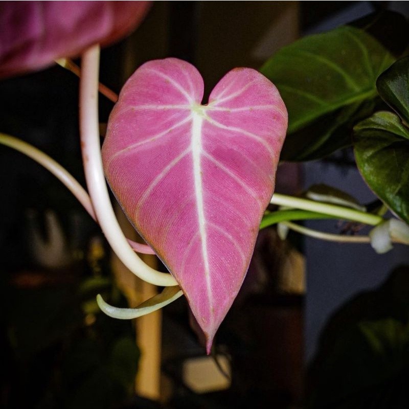 {BISA COD} tanaman philodendron mican pink micans ping
