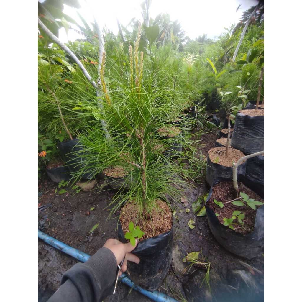 Tanaman Cemara Pinus - Bibit Pohon Pinus