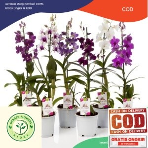 anggrek dendrobium spike kenop berbunga 35 k