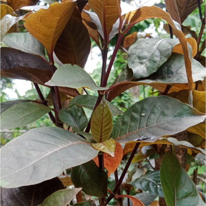 

Daun ungu/handeleum(perlambar) FA