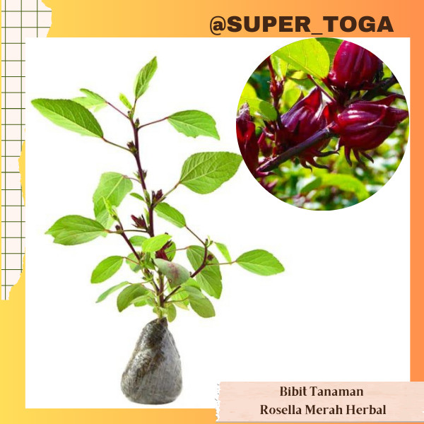 Tanaman Herbal Rosella bibit rosella merah bibit rosela merah tanaman obat tanaman herbal bibit ross