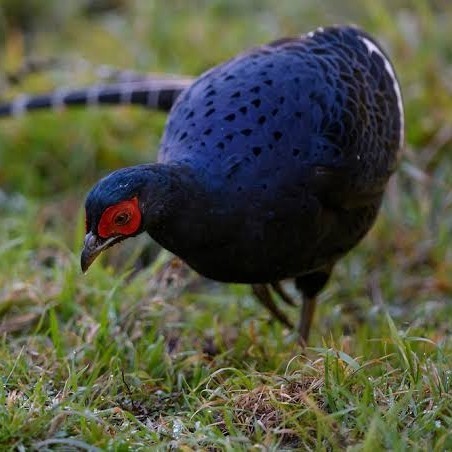 

Telur ayam hias ringneck mikado pheasant fertil bisa ditetaskan Langsung