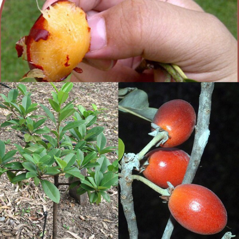 Bibit Tanaman Sawo Kecik Unggul - Sawo Kecik Wonogiri - Sawo Kecik Manis Legit - Tanaman Tabulampot 