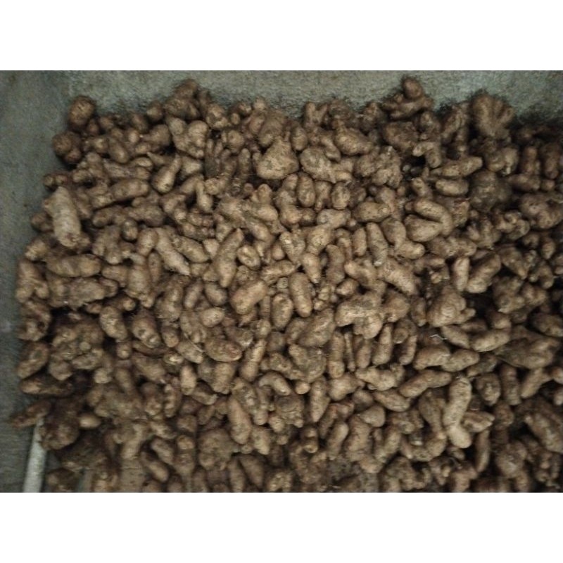 

Ubi gembili fresh 1 kg makanan tradisional