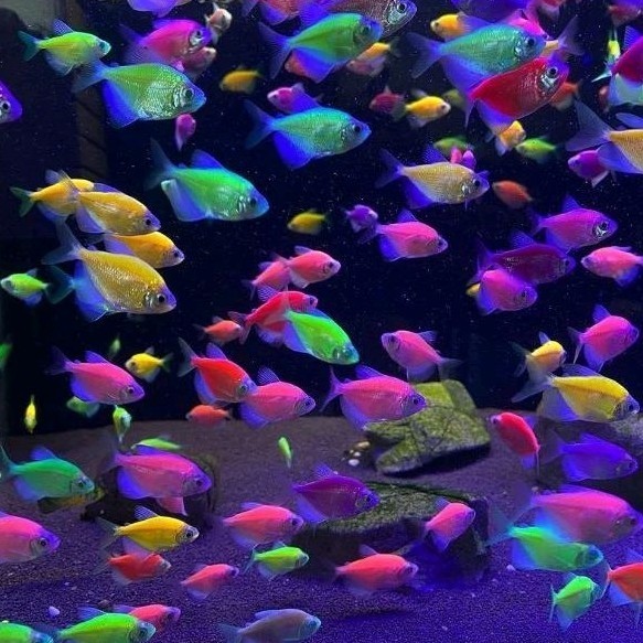 super Tetra warna lengkap kebutuhan akuarium BETTER