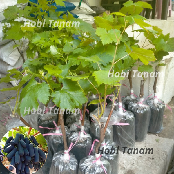 PROMO bibit anggur moondrop bibit anggur import moondrop grafting cepat berbuah bibit anggur califor