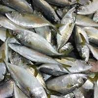 

Ikan Gembung Aso 500gr - BEST Fresh food