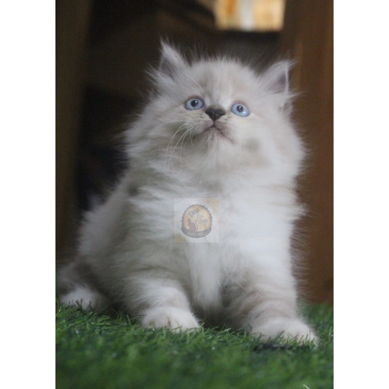 Kucing Ragdol Himalaya Persia Kitten