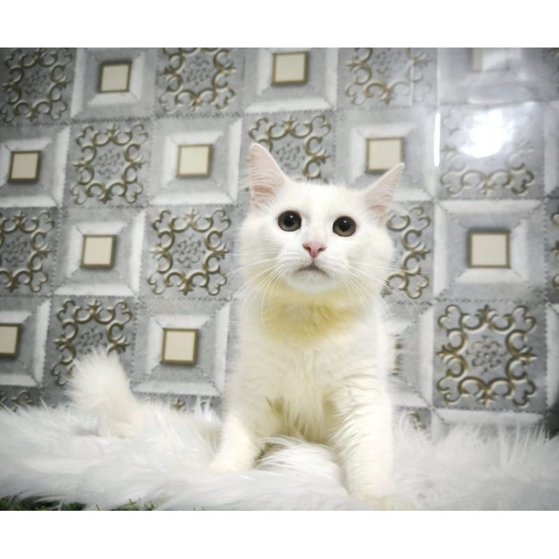 Kucing Persia Anggora Himalaya Ragdoll Kitten