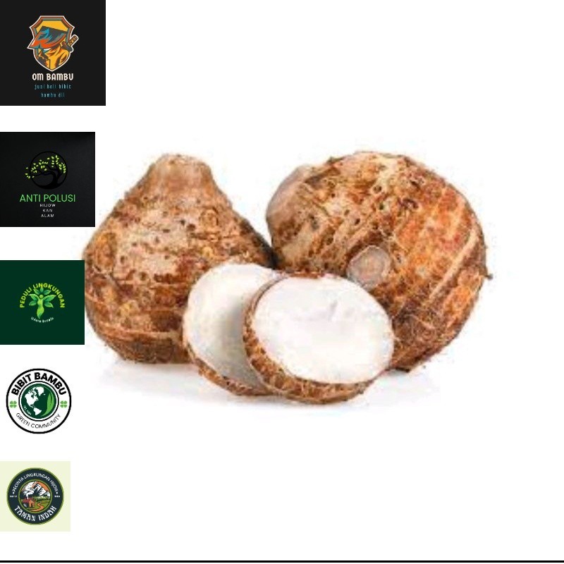 

umbi talas pulen 1kg segar baru dipetik