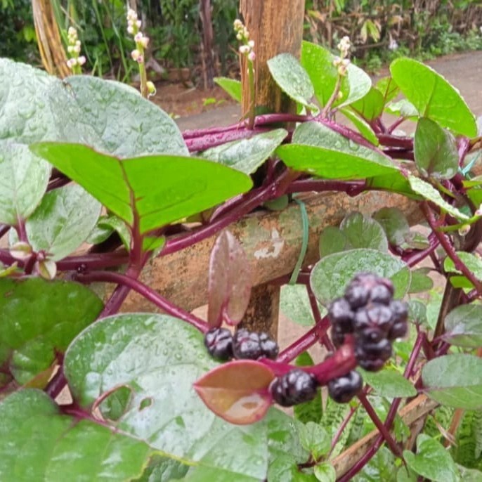 

Daun Binahong merah segar 1 kg