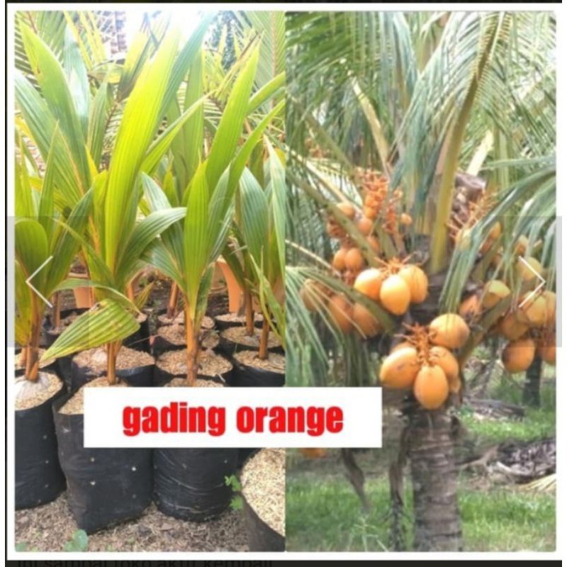 BIBIT KELAPA GADING ORANGE/BIBIT KELAPA