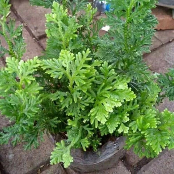 

bibit tanaman daun cakar ayam
