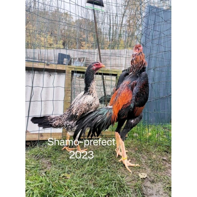 

Shamo Perfeck terlaris 100%