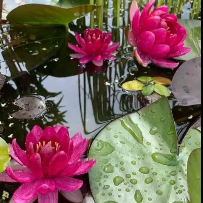 bibit bunga teratai merah anakan