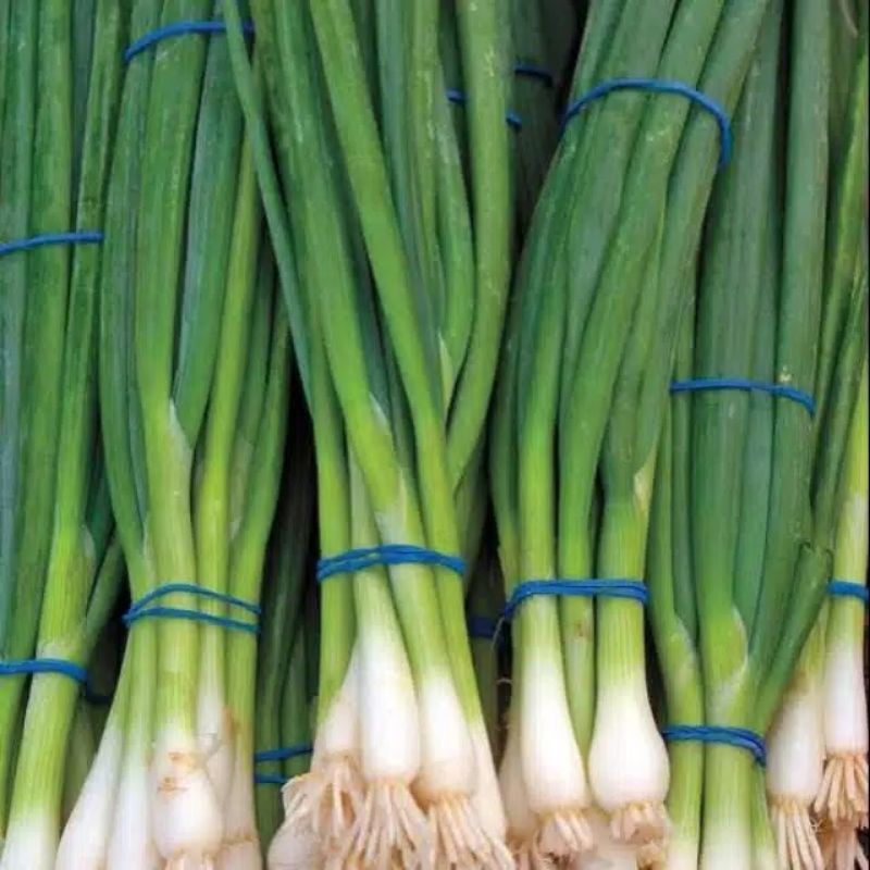 200 Biji - Benih Bawang Daun FREDA - Tumbuh Seragam Dan Lambat Berbunga - Bibit Sayur Sayuran Oncang