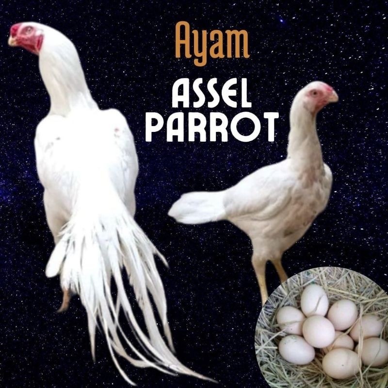 

telur ayam hias assel parrot untuk di tetaskan