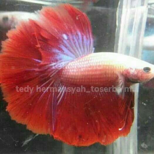 cupang halfmoon bahan merah putih - variasi