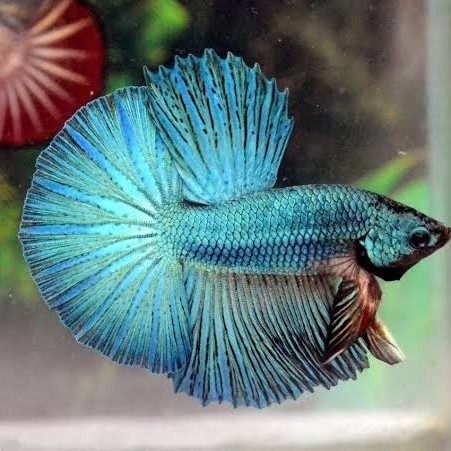 ikan hias cupang halfmoon yellow banana beta hm yellow - green, halfmoon