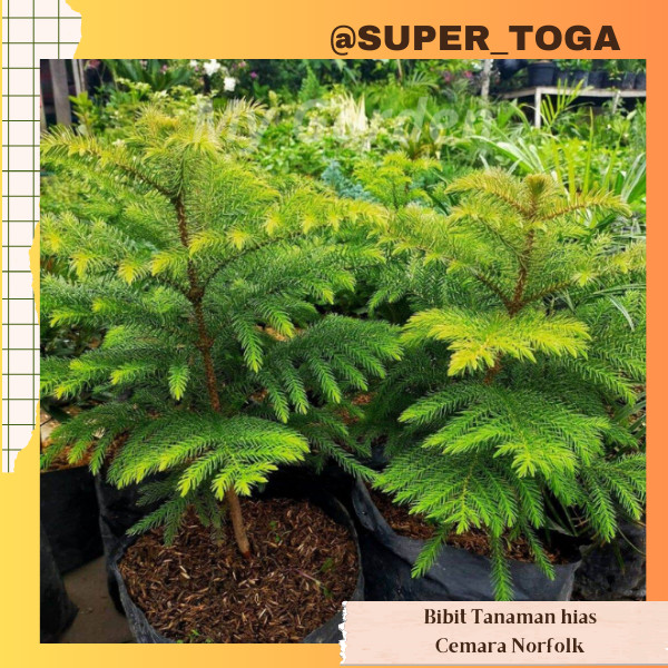 CEMARA NORFOLK bibit cemara norfolk tanaman cemara norfolk bibit cemara norfolk bibit cemara pentris