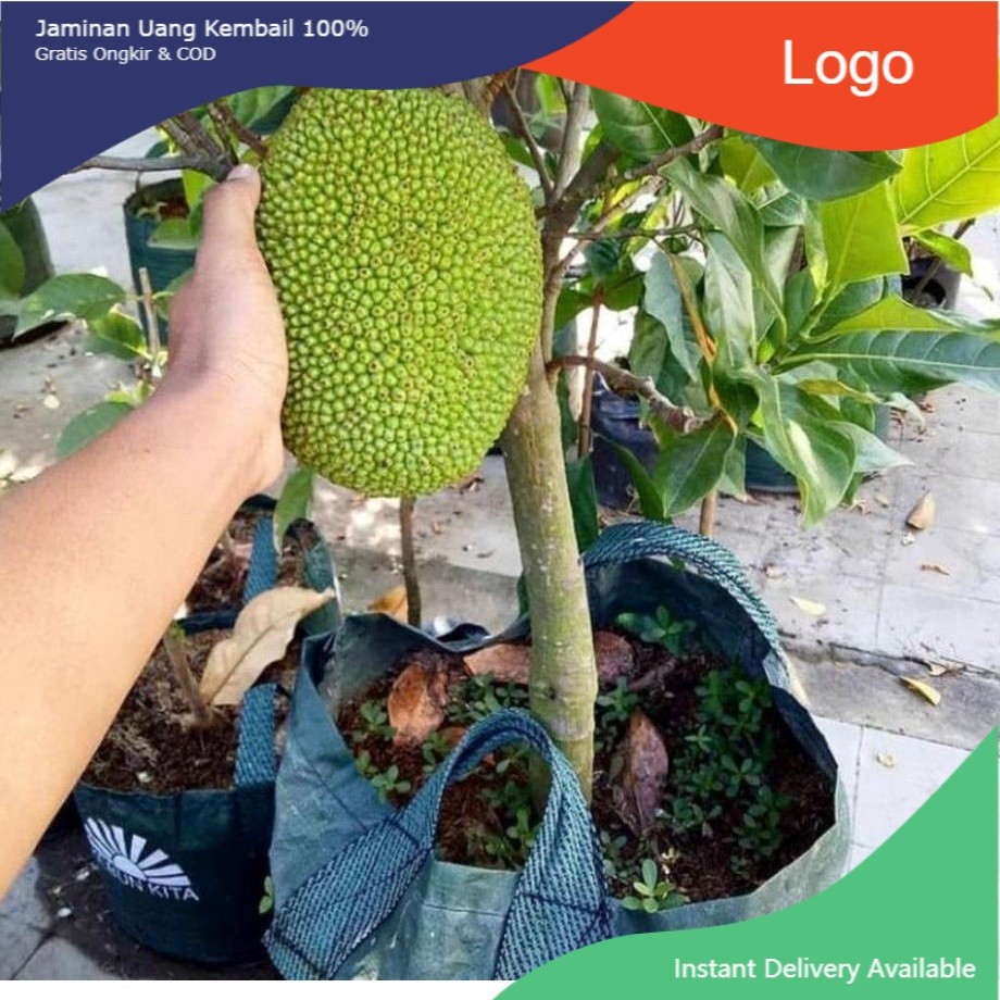 BIBIT NANGKA MINI MERAH/NANGKA MERAH Aneka bibit unggul