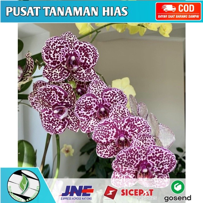Seedling anggrek dendrobium / Bunga Anggrek hidup/ Tanaman Hias Hidup /Bunga Hias Asli/ Bunga gantun