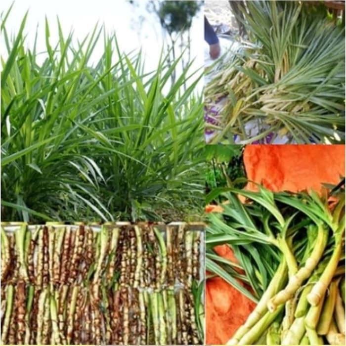 Benih ODOT KOLONJONO 1Kg RUMPUT GAJAH Rumput Odot