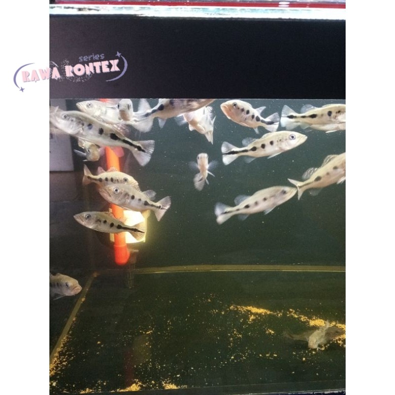 Pemanis akuarium ikan pbas monoculus size 3-5 cm cod