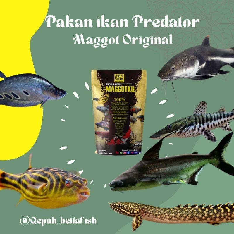 PELET IKAN PREDATOR PAKAN IKAN PREDATOR RTC RED TAIL CAT FISH JENGIS KHAS PUFFER FISH BELIDA BANGKOK