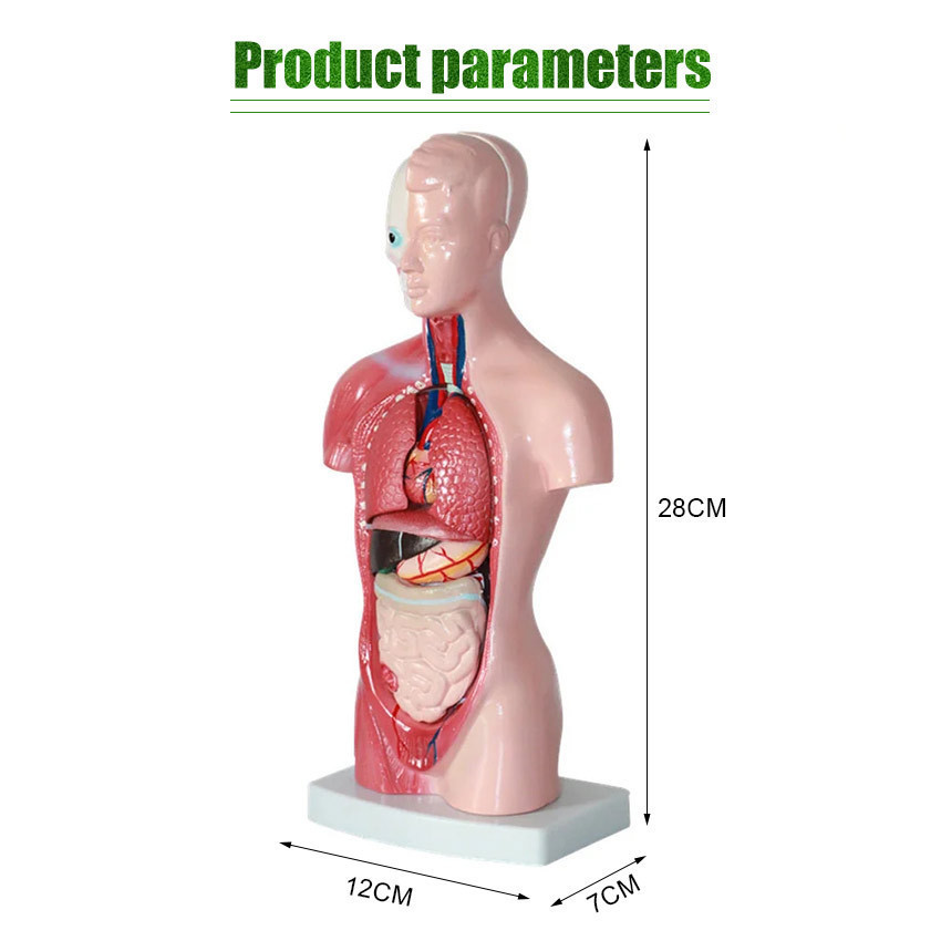Torso Anatomi Manusia Setengah Tubuh / Model Anatomi Tubuh Manusia / Alat Peraga Pendidikan Biologi
