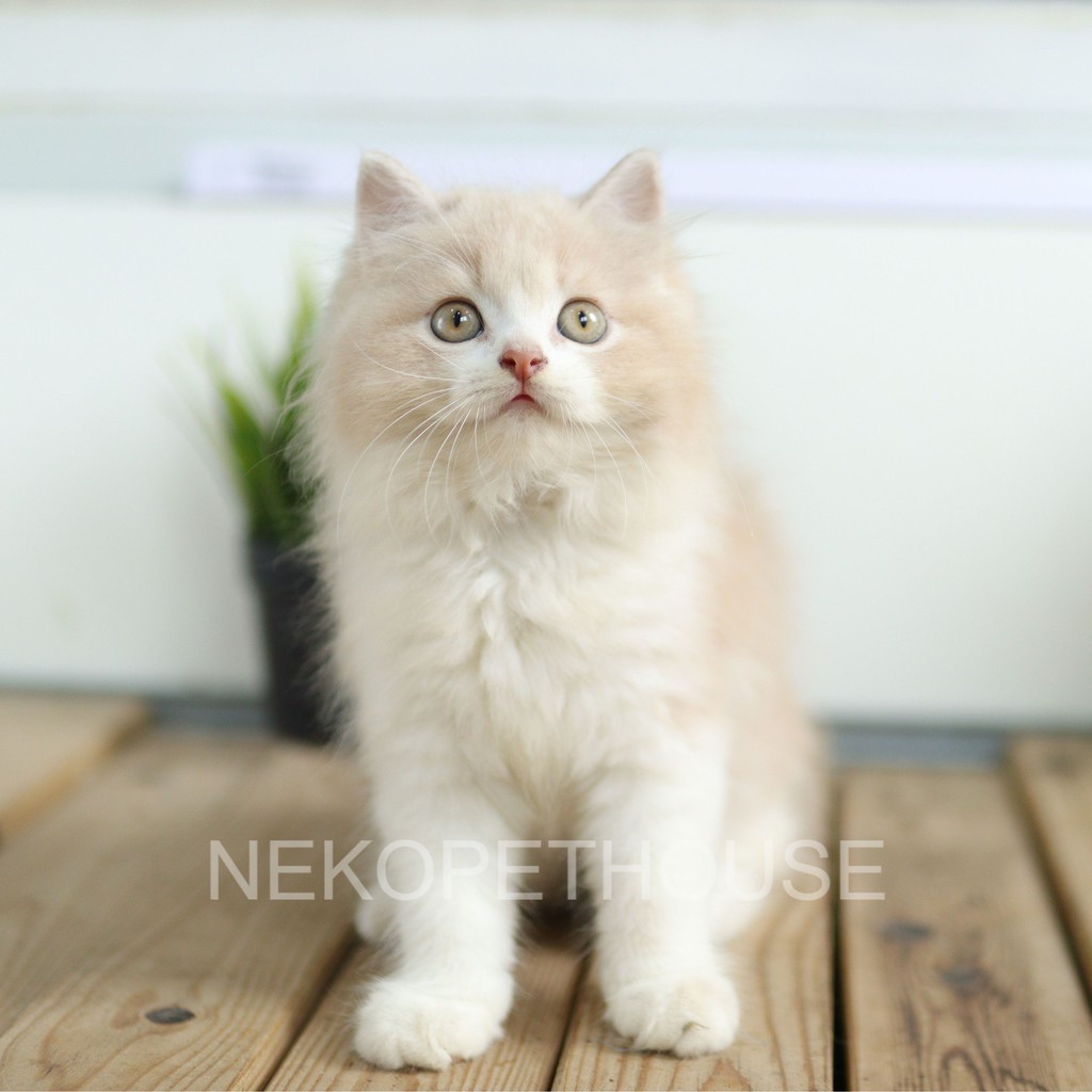 Adopsi Kucing Kitten Persia Longhair Medium Flatnose