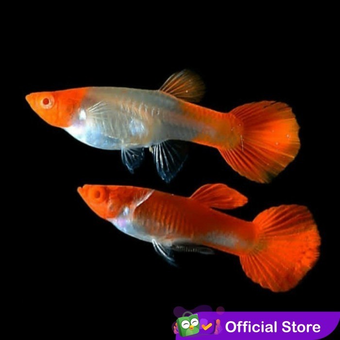 Guppy Albino Koi / Ikan Hias Air Tawar Aquascape