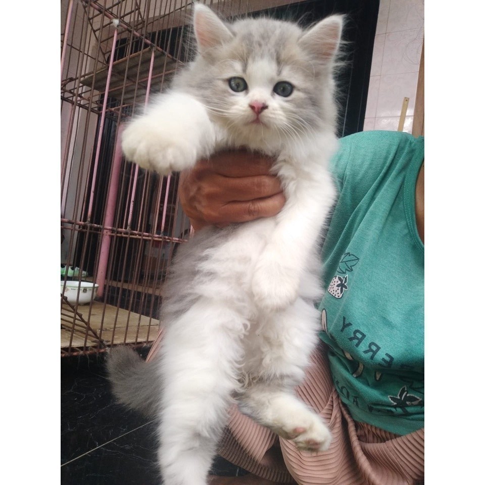 KUCING PERSIA KUCING HIMALAYA KUCING RAGDOL KITTEN