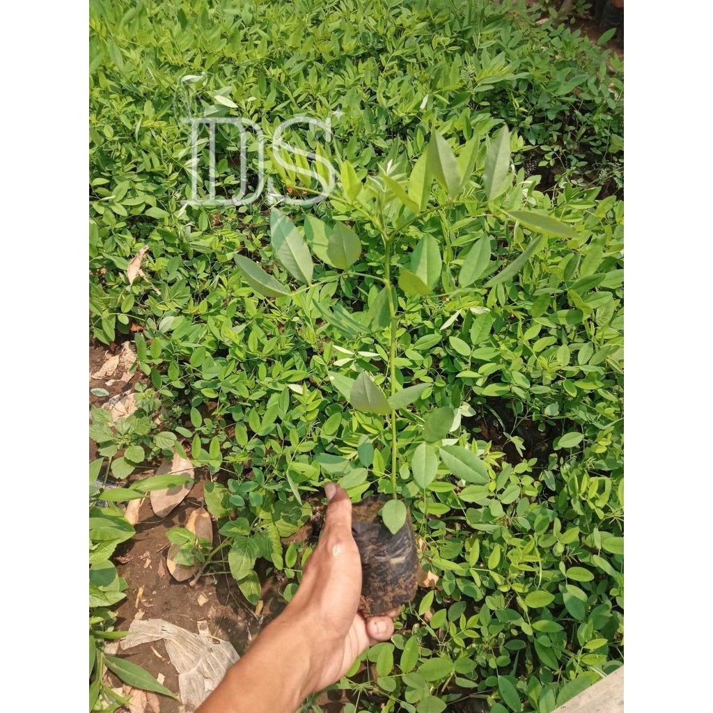 DS• bibit tanaman Indigofera super siap tanam || Indigofera pakan ternak Beli 10 gratis 1