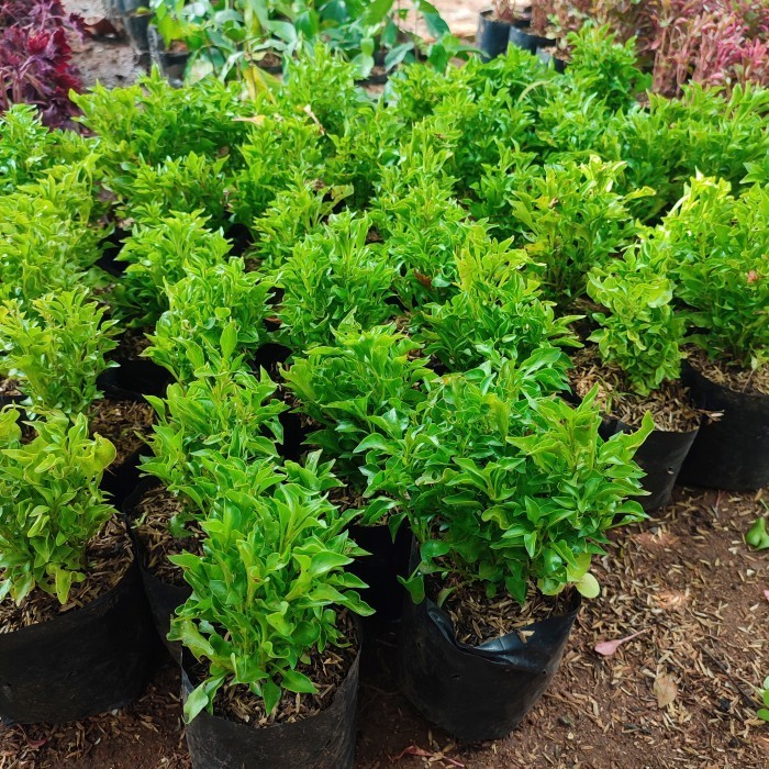 tanaman hias krokot hijau - tanaman kerokot - krokot hijau