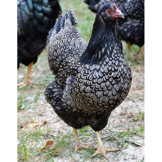 

TELUR AYAM KUP KAMPUNG UNGGUL PETELUR UNTUK DI TETASKAN